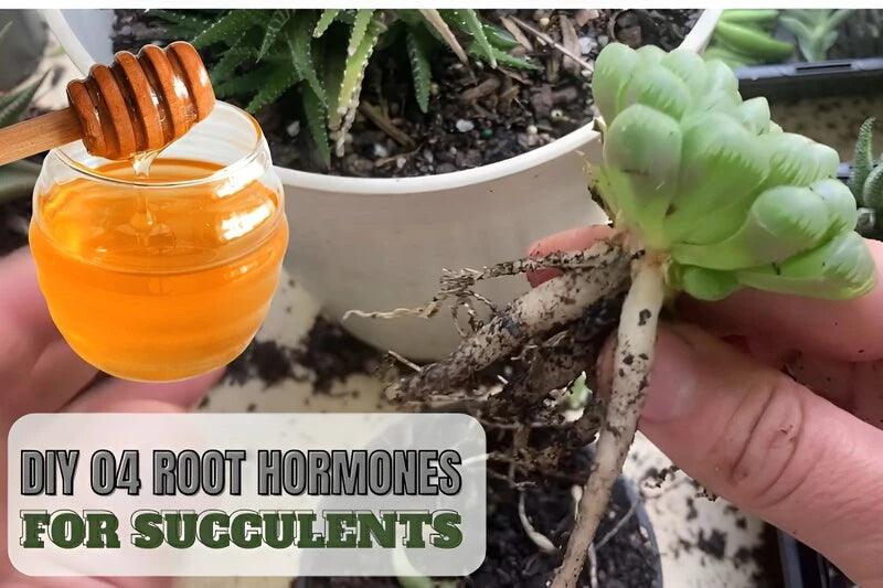 DIY Root Hormone for Succulents: 4 Natural Methods to Boost Growth