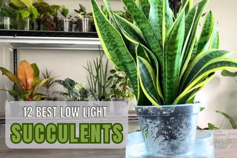 Snake plant is one of 12 best low light succulents for beginners