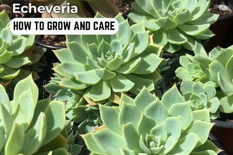 How to grow and care Evecheria Succulent