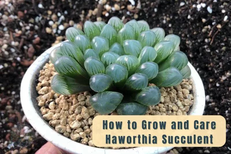 Comprehensive Guide: How to grow and Care Haworthia