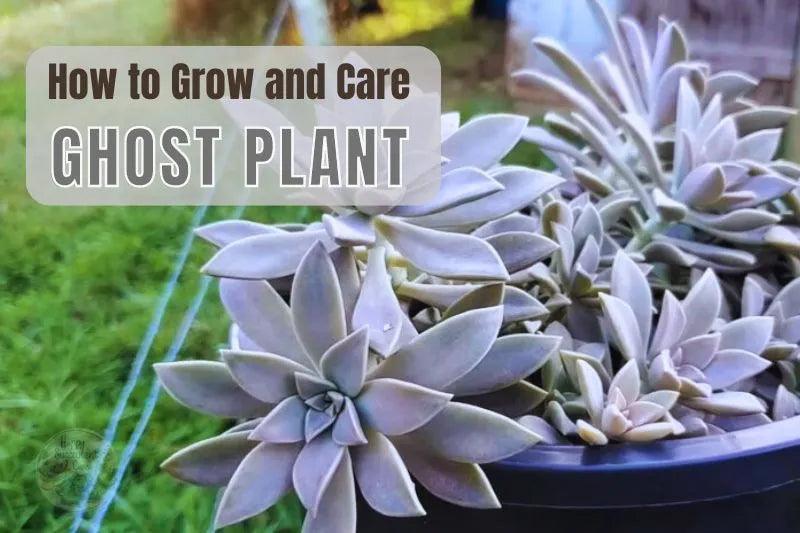 How to Grow and Care Ghost Plant: Care guide 101