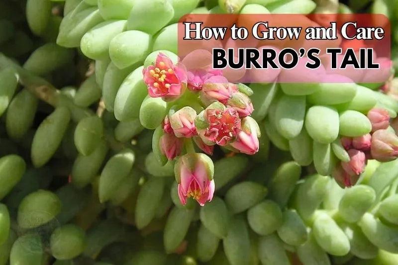 How to Grow and Care Burro's Tail: 101 Guides