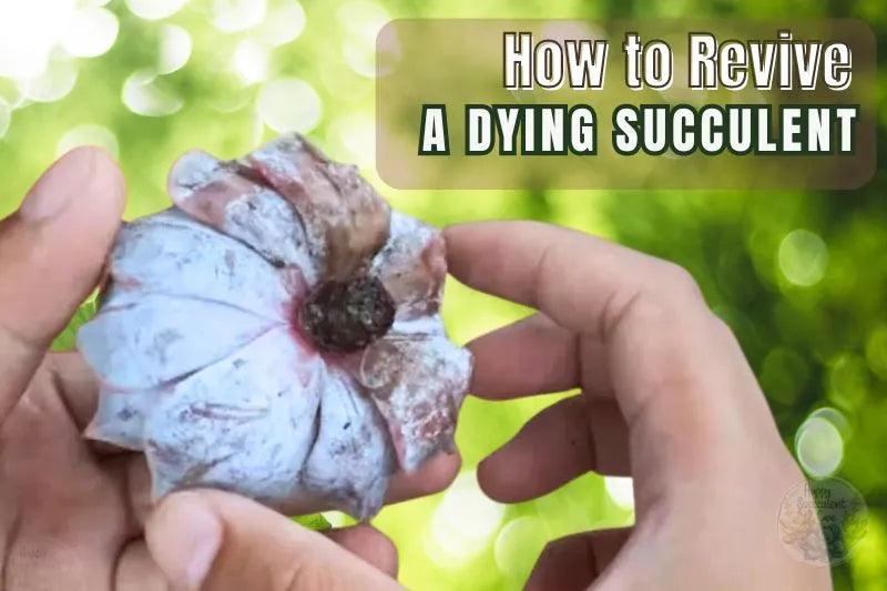 Step by step guide: How to revive a dying succulent