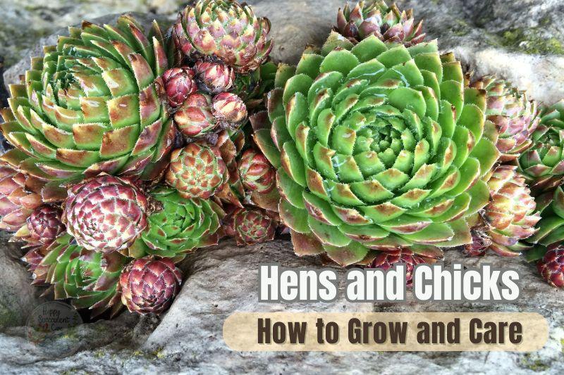 Comprehensive guide: How to grow and care Hens and chicks succulent