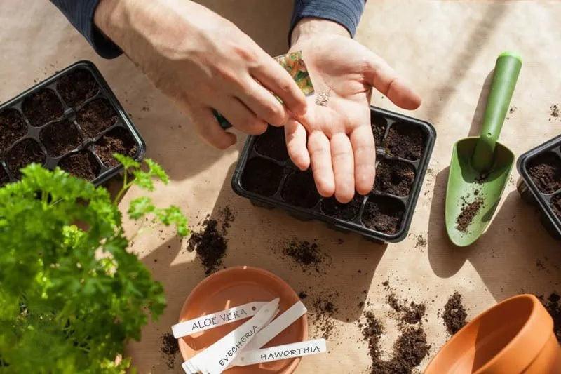 Prepare succulent seeds to propagate on soil tray