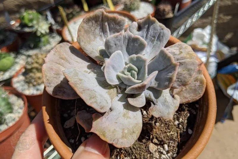 How to revive dehydrated succulent by Water Therapy