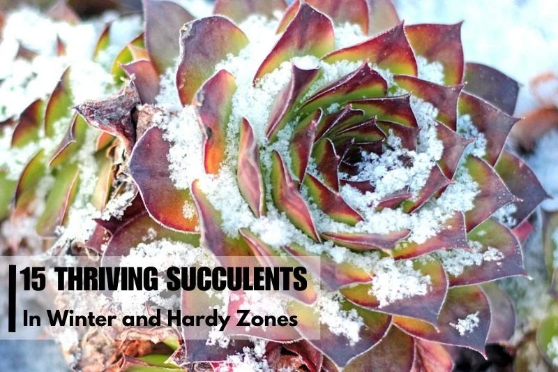 15 Succulents thrive in Winter and Hardy Zones