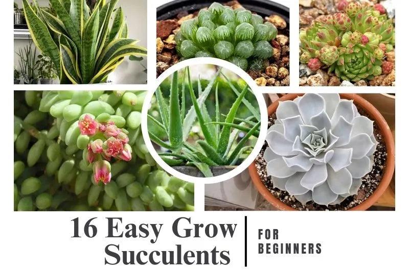 16 Easy-Grow Succulents for Beginners and Care Guide