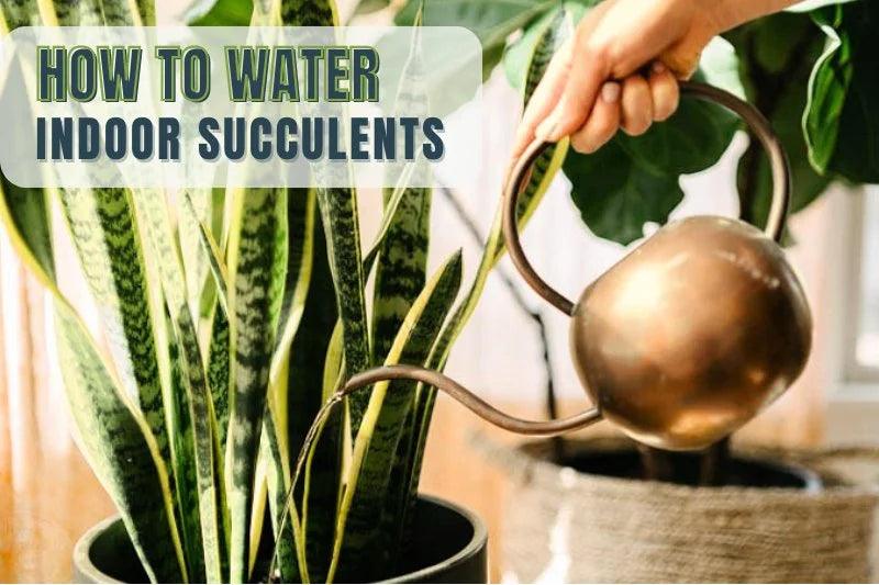 How to Water Indoor Succulents properly: Full Guide