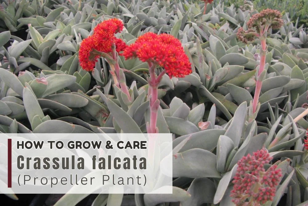 Guide: How to grow and care Crassula Falcata (Propeller Plant)