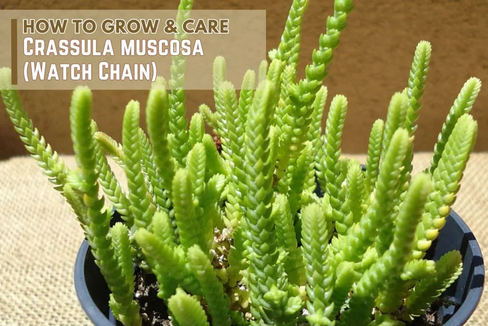 Guide: how to grow and care Crassula muscosa (Watch Chain)