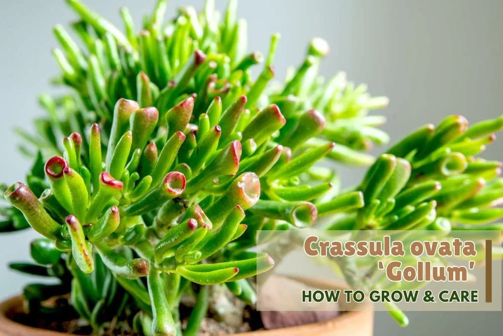 Guide: How to grow and care Crassula ovata ‘Gollum’