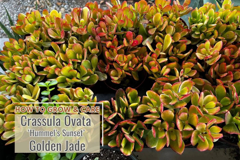 Guide: How to grow and care Crassula Golden Jade "Hummel Sunset"