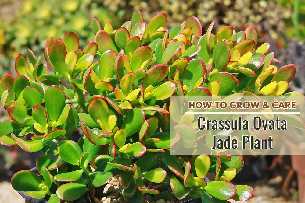 Guide: How to grow and Care Jade Plant (Crassula Ovata)