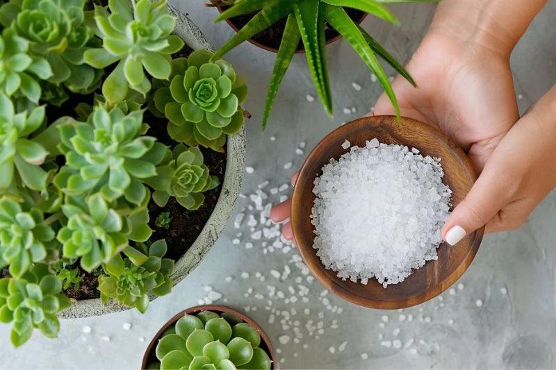 prepare a bowl of Epsom salt for fertilizing succulents