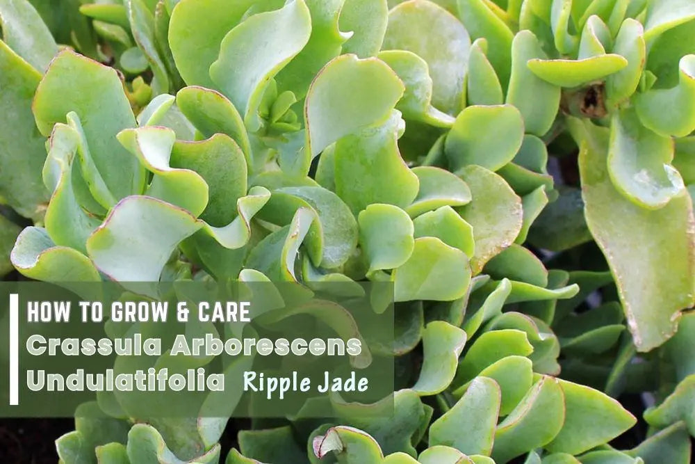 Ultimate Care Guide for Crassula Arborescens Undulatifolia (Ripple Jade)