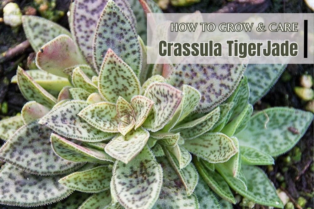 Guide: How to grow and Care Crassula Exilis ssp. Cooperi (Tiger Jade)