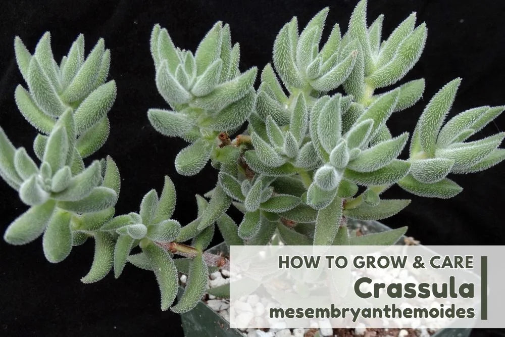 Guide: How to grow and care Crassula Mesembryanthemoides