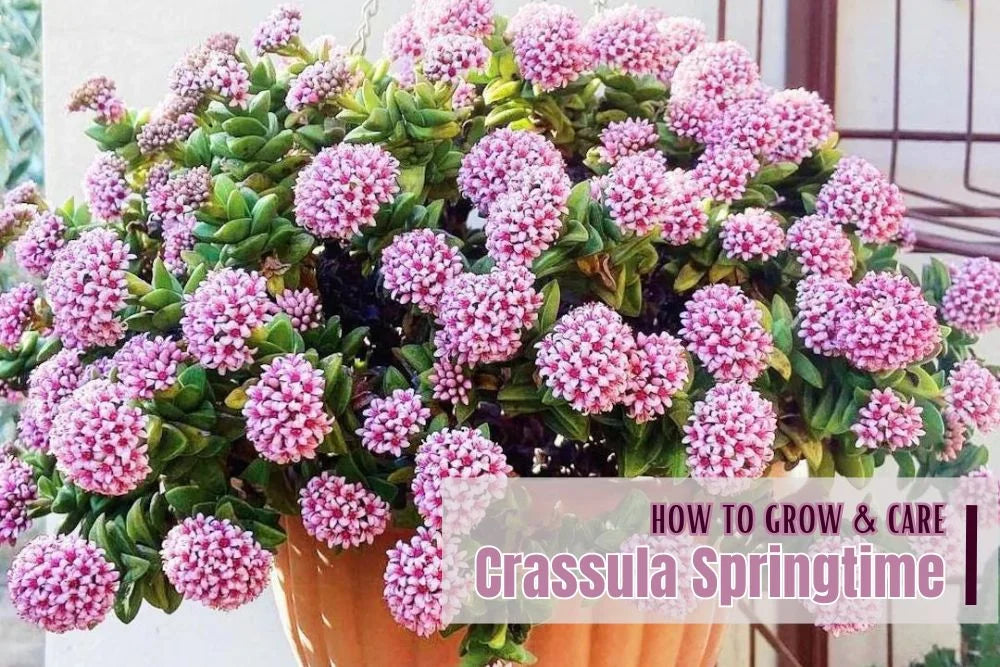 Guide: How to grow and Care Crassula Springtime