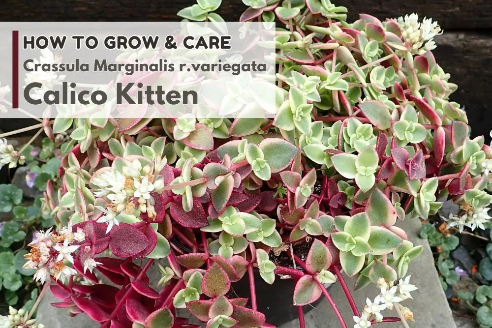 Guide: How to Grow and Care for Crassula Calico Kitten