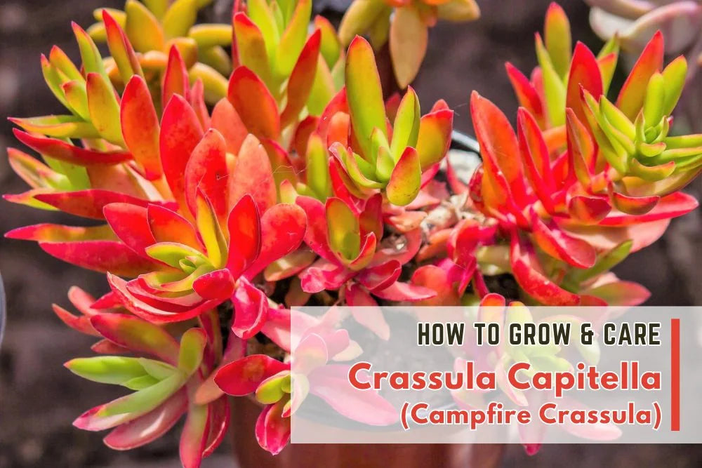 Guide: How to grow and care Crassula Capitella (Campfire Crassula)