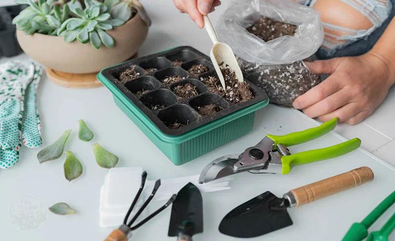 prepare succulent tray for propagating from leaves and stems