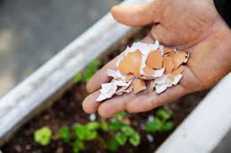 Crushing eggshells to make succulent fertilizer